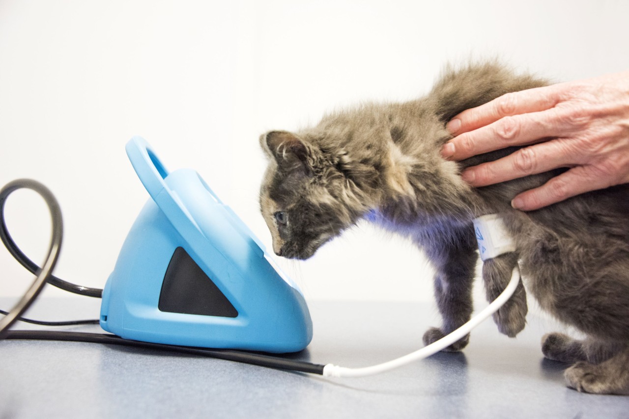 5 Symptoms of Untreated Hypertension in Cats