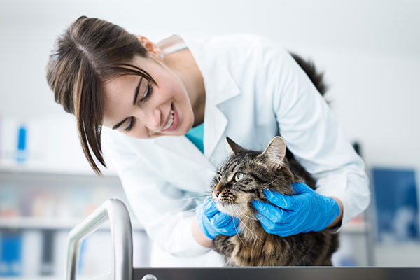 Hepatitis in Cats: Causes, Symptoms & Treatment - Providence Vet Blog