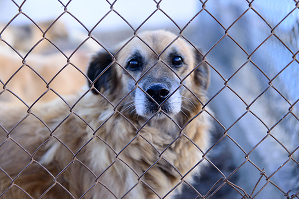 Picture of a Dog behind a fence at a shelter