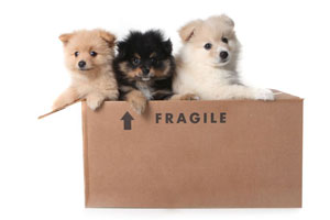Dogs in a Box marked Fragile