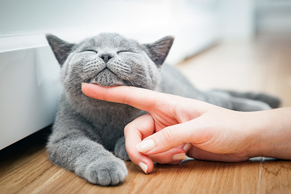4 Ways to Keep Your Cat Healthy and Happy
