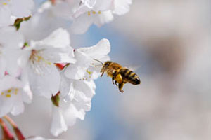 manuka tree and honey bee