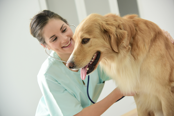 3 Symptoms Of Untreated Hypertension In Dogs Blog Suntech Suntech Medical